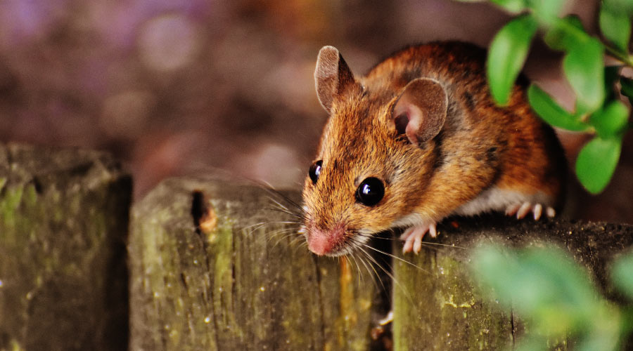 A Spanish tooth-collecting mouse sits on a fence in a forest by some green foliage