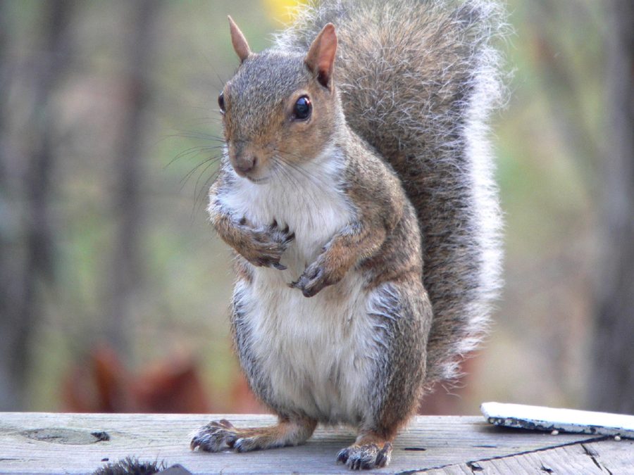 Eastern Gray Squirrel: Inside the Mouth of North Carolina's State Mammal